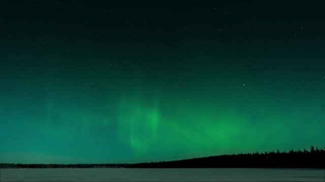 Curtains of Aurora move through a teal blue moon lit stary sky with a dark forest in the distance.
