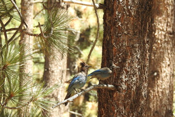 Naklejka na ściany i meble A pair of steller's jays perched on a pine tree branch in the Los Padres National Forest, California.