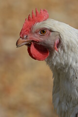 portrait of a chicken