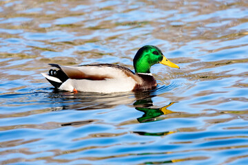 Beautiful duck swimming