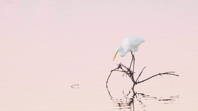 white egret perched on branch while catching fish in water on calm still morning dawn