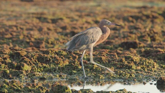 reddish egret ruffling and shaking feathers on a rocky fossilized reef