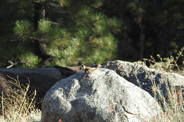 A lodgepole chipmunk sitting on a granite boulder in the Los Padres National Forest, California.
