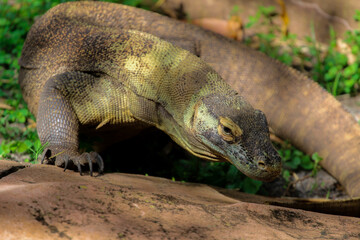 Picture of a single Komodo Dragon 