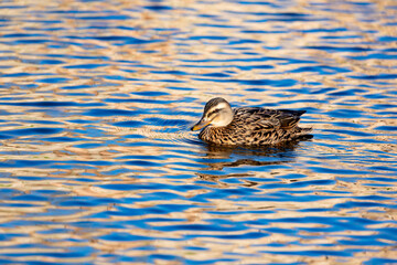 Beautiful duck swimming