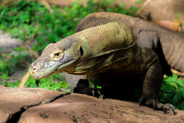 Picture of a single Komodo Dragon 