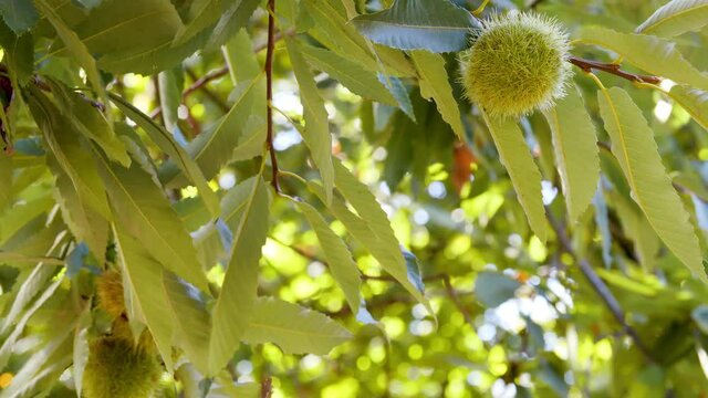 Chestnut Single Fruit in Green Hedgehog with Leaves hanging on tree's branch not yet ripe in autumn before harvest