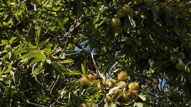 Chestnut Fruits in Hedgehog with Leaves hanging on tree's branches tilt on treetops in autumn before harvest