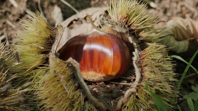 Chestnut Dingle Fruit in Hedgehog with Leaves on the ground changing light in autumn before harvest