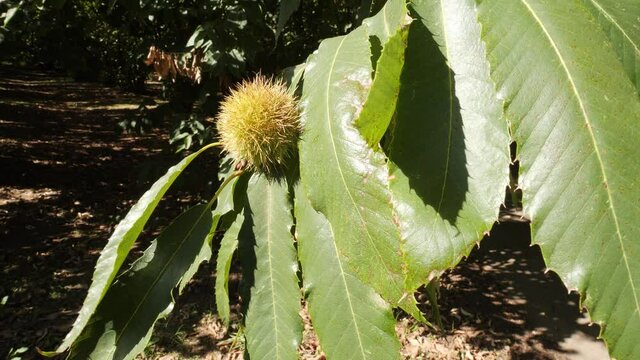 Chestnut Single Fruit in Hedgehog with Leaves hanging on tree's branch almost ripe Changing Light in autumn before harvest