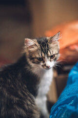 cute curious whisker cat waiting for her treat looking at something in the room at home