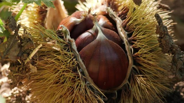 Chestnut Fruits in Hedgehog with Leaves on the ground changing light close up in autumn before harvest