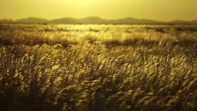 Golden Prairie Grass flatland Swaying in the Wind in Namibia, Africa - Ground level wide slow-motion shot