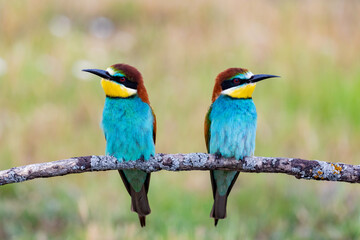 Beautiful colorful birds on a branch