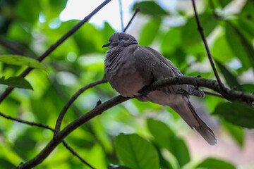 Dove perched in a Tree 