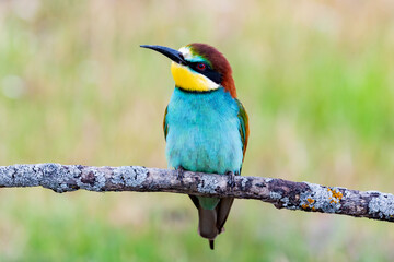 Beautiful colorful birds on a branch