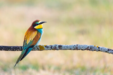 Beautiful colorful birds on a branch