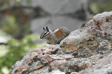 A lodgepole chipmunk enjoying a beautiful day in the Los Padres National Forest, Ventura County,...