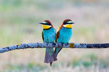 Beautiful colorful birds on a branch