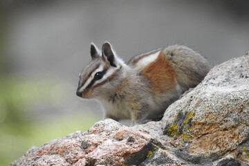 Obraz premium A lodgepole chipmunk enjoying a beautiful day in the Los Padres National Forest, Ventura County, California.