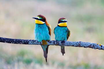 Beautiful colorful birds on a branch