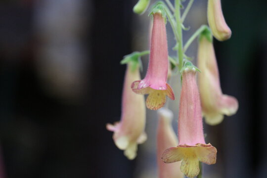 Flowers In A Greenhouse In Hyogo Prefecture In Winter