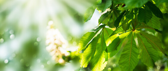 Fototapeta premium unscharfer blühender kastanienbaum