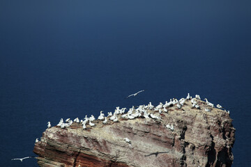 Colony of Northern Gannets on top auf the Tall Anna on Heligoland.