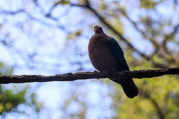 Pigeon perched on a  rope 