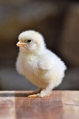 baby chick