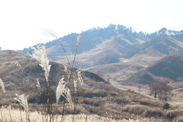 Miscanthus sinensis in Kamikawa Town, Hyogo Prefecture in autumn