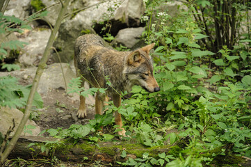 Wolf in the wood and green grass