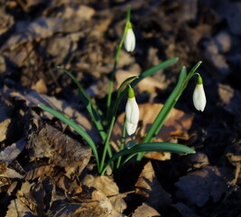 Snowdrop or common snowdrop (Galanthus nivalis) flowers. 
Snowdrop In the forest in the wild in spring bloom.
