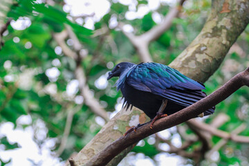 Nicobar Pigeon of Asia 