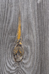 Dark natural background. A gray faded wooden board with a pattern of annual rings. Bough with yellow dried resin. Textured weathered surface. Vertical backdrop or wallpaper. Low contrast. Macro
