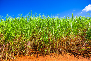sugarcane plantation, agriculture and development
