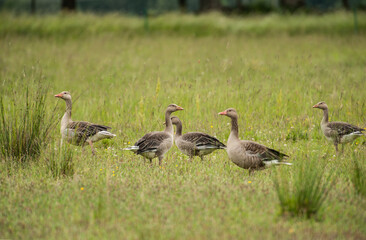 Obraz na płótnie Canvas Group of Geese in the grass of south Sweden