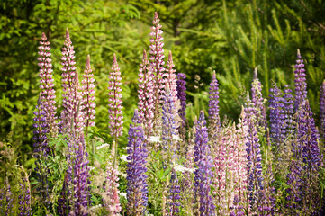 Obraz premium beautiful violet flowers in Sweden