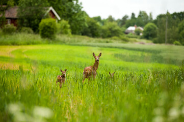 cute little deer with mum in green grass in Sweden