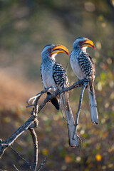 A pair of Southern Yellow-billed Hornbills seen on a safari in South Africa