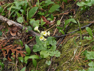 (Primula elatior) Blütenstände der Hohen Schlüsselblume mit hellgelben Blüten erscheinen von März bis Mai