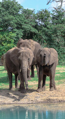 Fototapeta na wymiar Group of African Elephants 