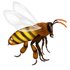 Flying bee with wings, antennae and legs isolated on white background. Insect drawn in color and detailed.Vector illustration.