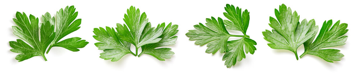 Organic fresh parsley leaves isolated on white - obrazy, fototapety, plakaty