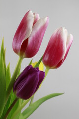 Live tulips on a white background