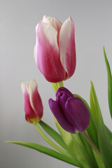 Live tulips on a white background