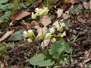 (Primula elatior) Blütenstände der Hohen Schlüsselblume mit hellgelben Blüten erscheinen von März bis Mai