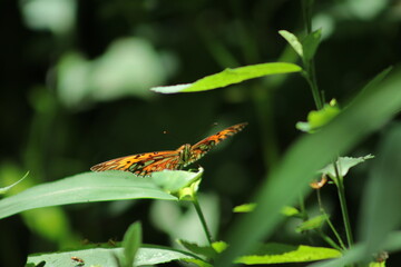 Mariposa