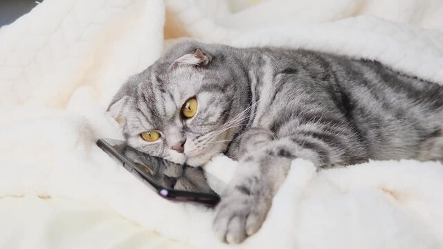 Scottish Fold smart cat playing in a smartphone. Funny pet and information technology.	