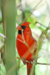 Close up Cardinal Bird in a Bush